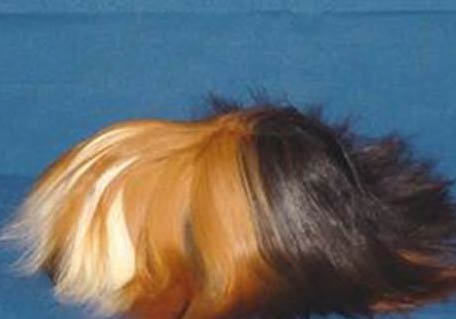 白色黑眼天竺鼠的飼養環境