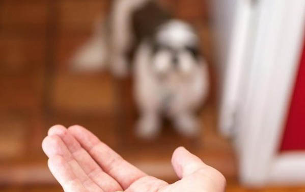 狗狗四腳朝天扭動的原因及處理方法