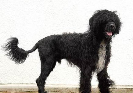 葡萄牙水犬太瘦原因及處理方法