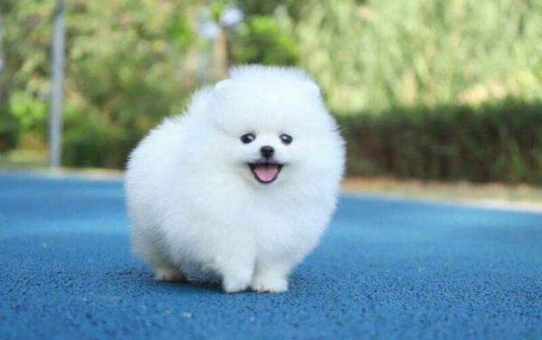 狗懷孕幾個月生產?