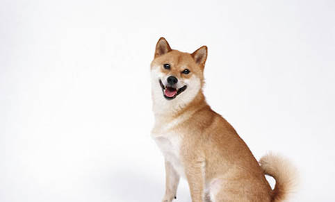 狗狗冬季哪些病可能高發