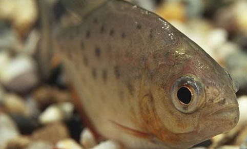 薩伊藍(lán)混養(yǎng)龍魚虎魚