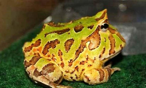 角蛙冬天怎么飼養？