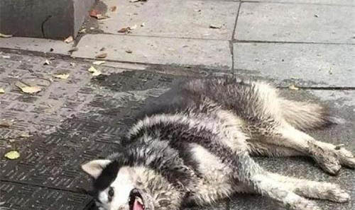 狗狗最后一口氣要撐多久