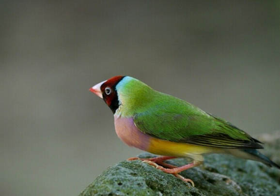 家里養文鳥好嗎?