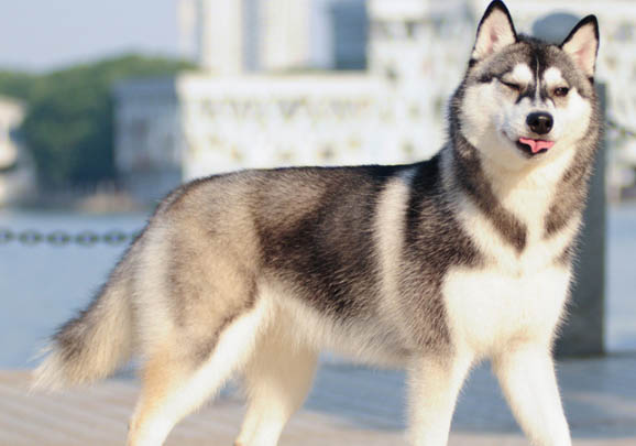 哈士奇幼犬訓(xùn)練方法