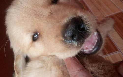 幼犬吃自己的屎正常嗎?