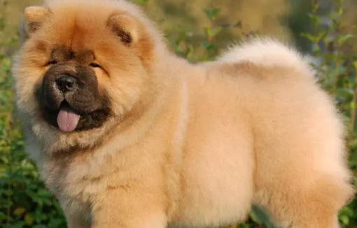 松獅犬吃什么狗糧好呢