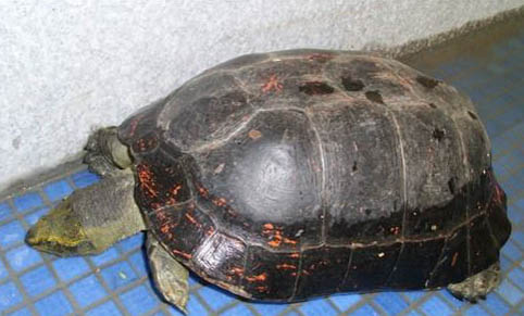 水龜半水龜的區別