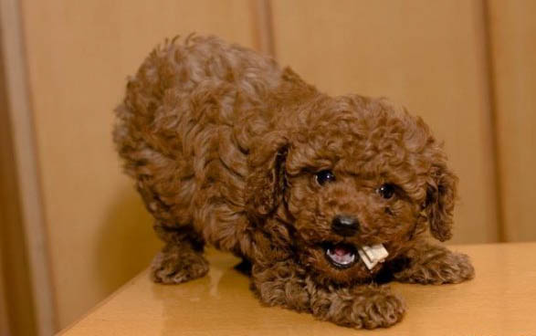 茶杯犬能活多少歲飼養注意什么