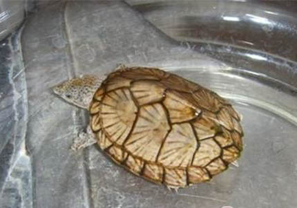 一條麝香龜水溫多少合適