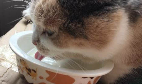 請問貓咪嘔吐的原因及處理方法?