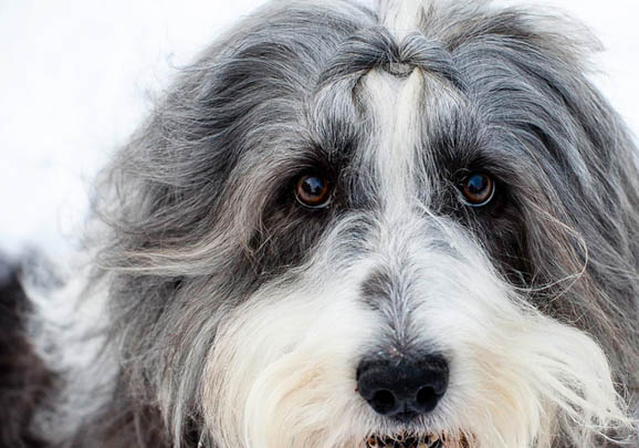 牧羊犬價格多少錢一只