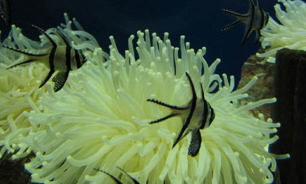 魚缸有水草能放殺菌鹽嗎