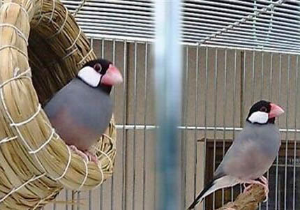灰文鳥和白文鳥繁殖的注意事項