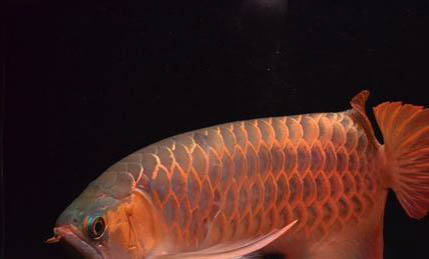 金龍魚如何喂養