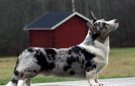 哪里有賣成年母柯基犬的