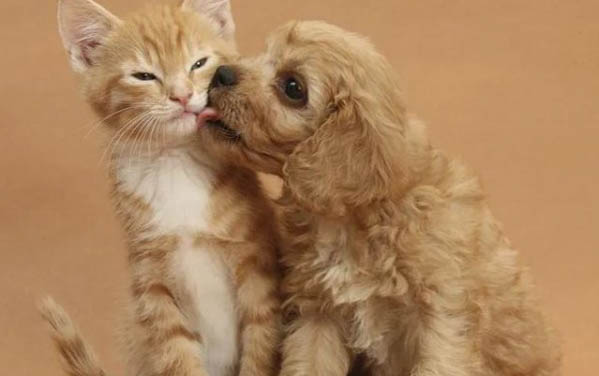 棉花面紗犬哪里有賣