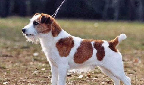 羅素梗和土狗的區別有哪些