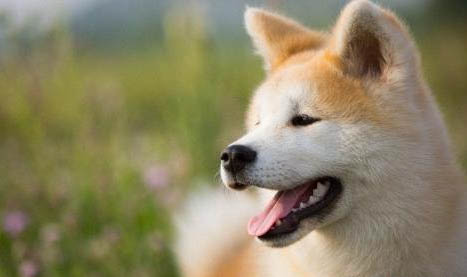 秋田犬和柴犬哪個好