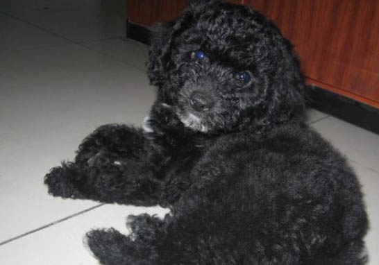 葡萄牙水犬不愛吃東西的原因都是什么