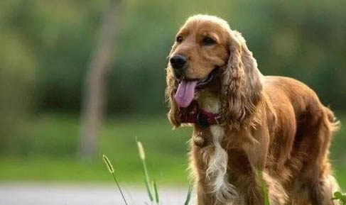 美國可卡犬多少錢一只