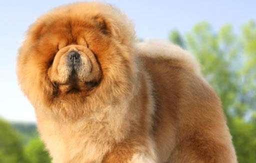 松獅犬洗澡需要注意點什么