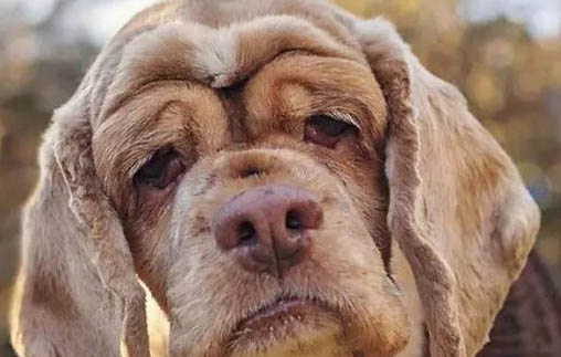 老年犬排尿增多的原因及處理方法