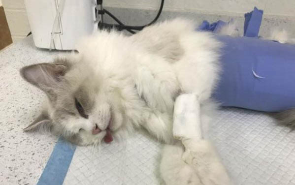 貓為什么會嘔吐并且不吃東西
