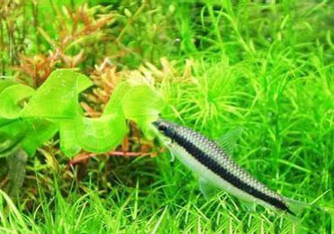 黑線飛狐魚怎么繁殖