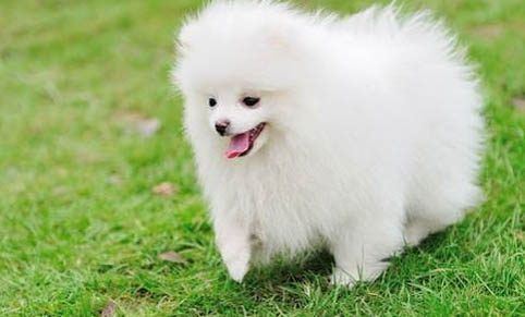 博美犬和泰迪哪個好