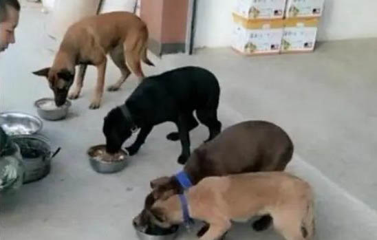 馬犬的壽命有多久