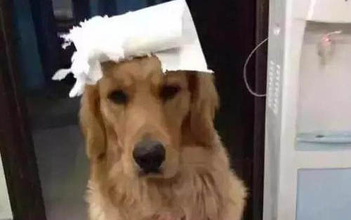 狗狗怕熱是得犬瘟熱了嗎