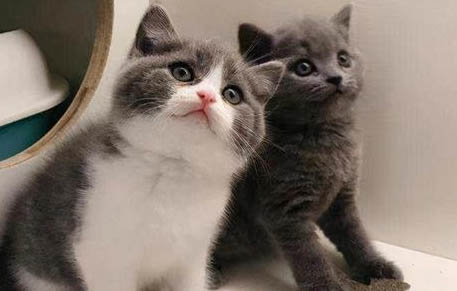 英國短毛貓飼養(yǎng)容易嗎