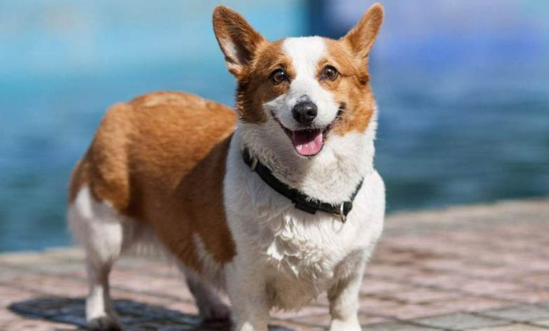 白色的小型犬有哪些品種