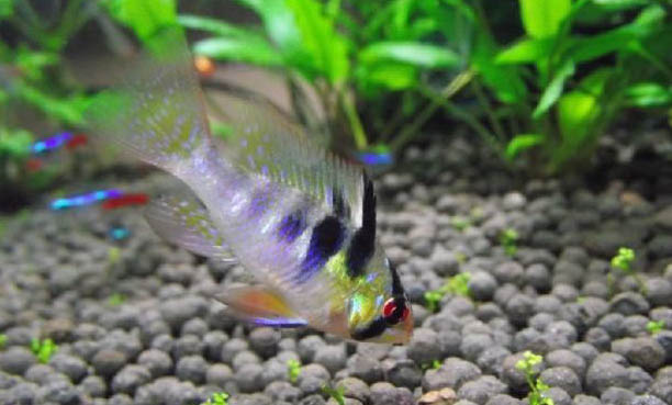 蝶尾金魚的選購要點(diǎn)
