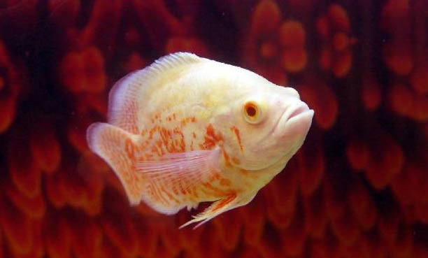 地圖魚和鸚鵡魚能一起養(yǎng)嗎?