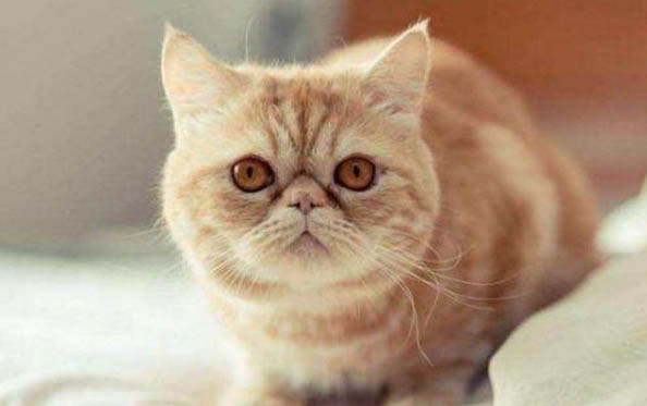 兩個月的小貓拉稀了怎么辦