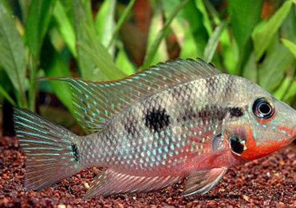 野釣大河用多長魚竿