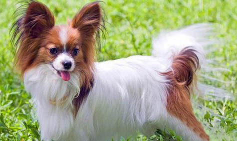 蝴蝶犬洗澡需要注意點什么