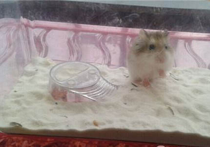 倉鼠幼崽死亡原因