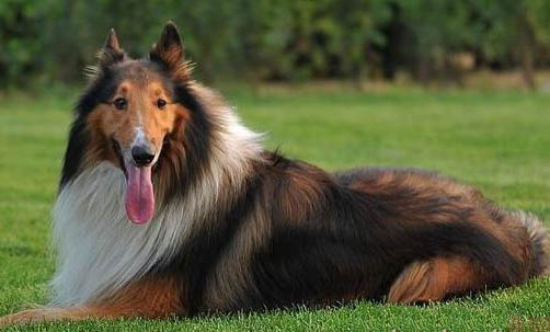 蘇格蘭牧羊犬不愛吃東西的原因及處理方法
