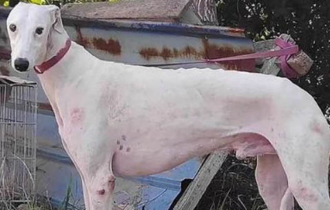 國內(nèi)最牛的種公格力犬品種