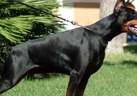 美系杜賓犬新手可以養嗎