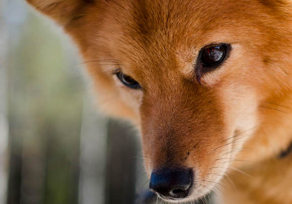 田野小獵犬太瘦原因