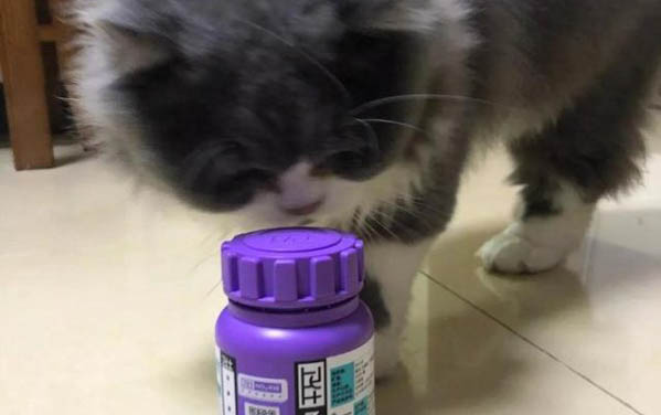 拍貓咪尾巴根為什么會一直叫喚