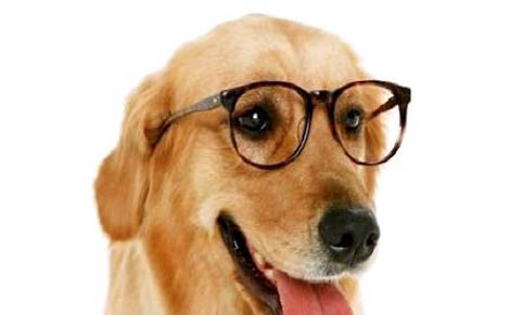 狗狗的狂犬病有多久的潛伏期