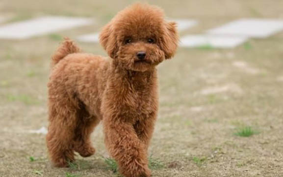 狗狗能不能吃鹽
