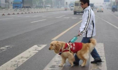 導(dǎo)盲犬可以上飛機(jī)嗎