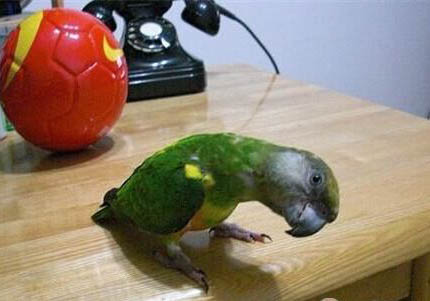 玄鳳鸚鵡怎么養